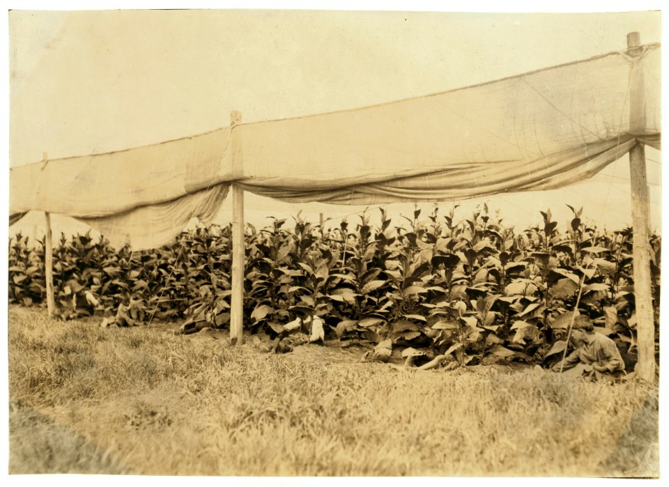 Young pickers (4899). LOC nclc.00731