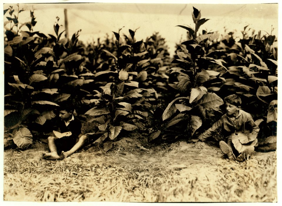 Young pickers (4899). LOC nclc.00730