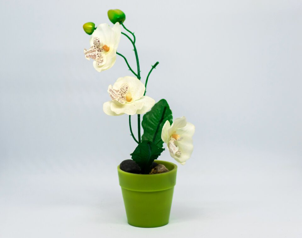 Plant nature flowerpot