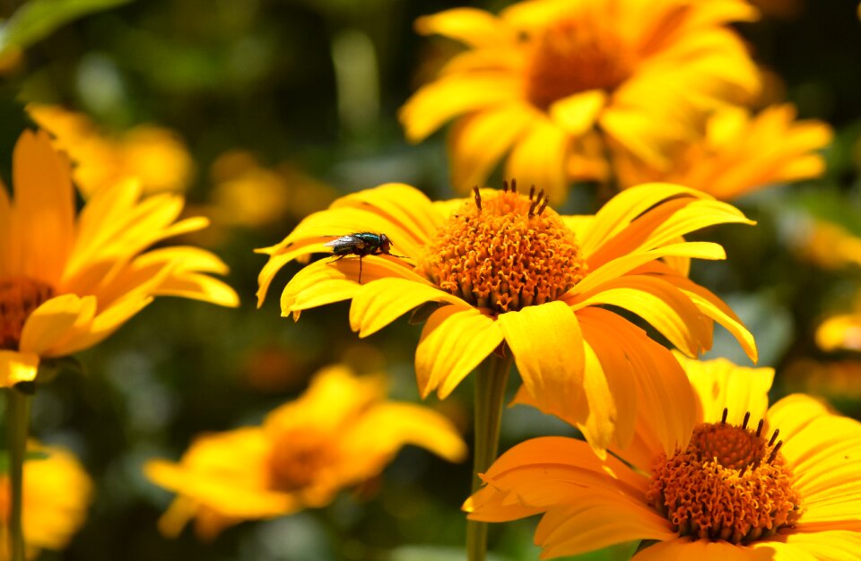 Bloom nature close up photo