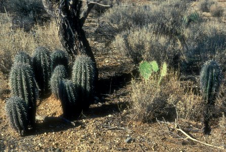 Young saguaros under nurse tree
