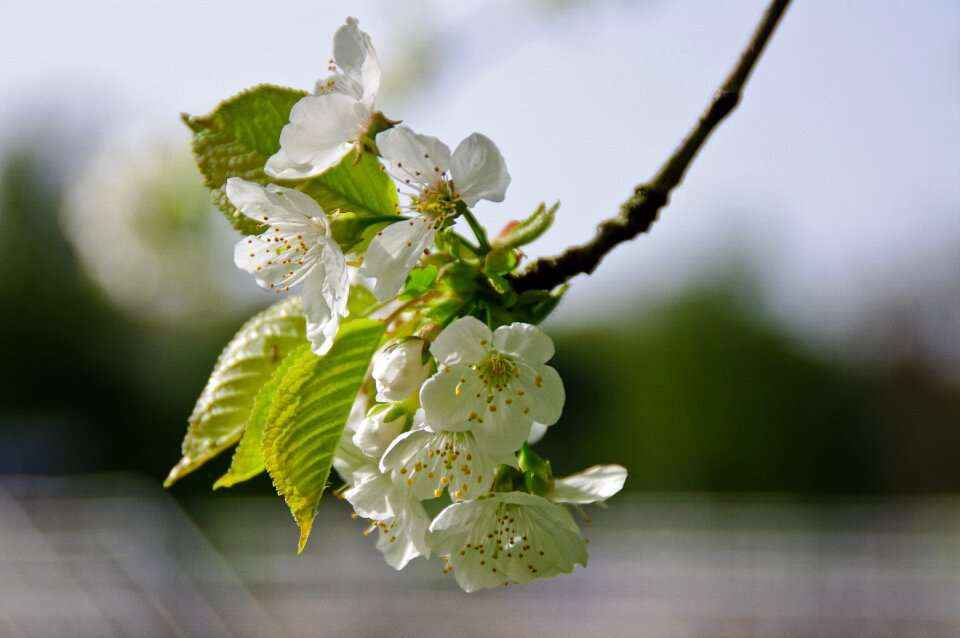 Plant white flowers flower