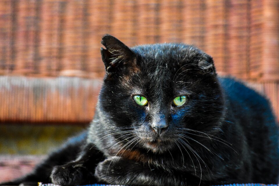Face black cat wild