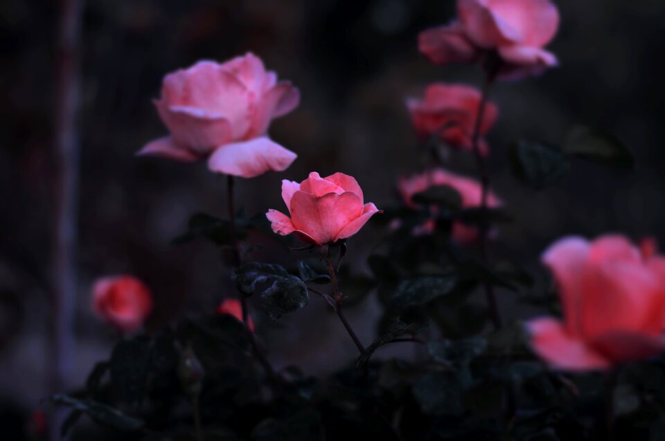 Garden flower nature