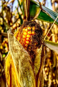 Yellow harvest ripe