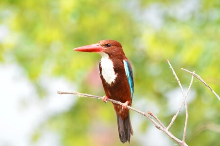 Kingfisher king bird beautiful bird