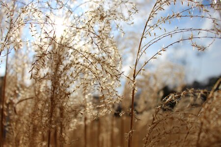 Field agriculture nature photo