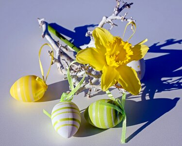 Bloom yellow easter eggs photo