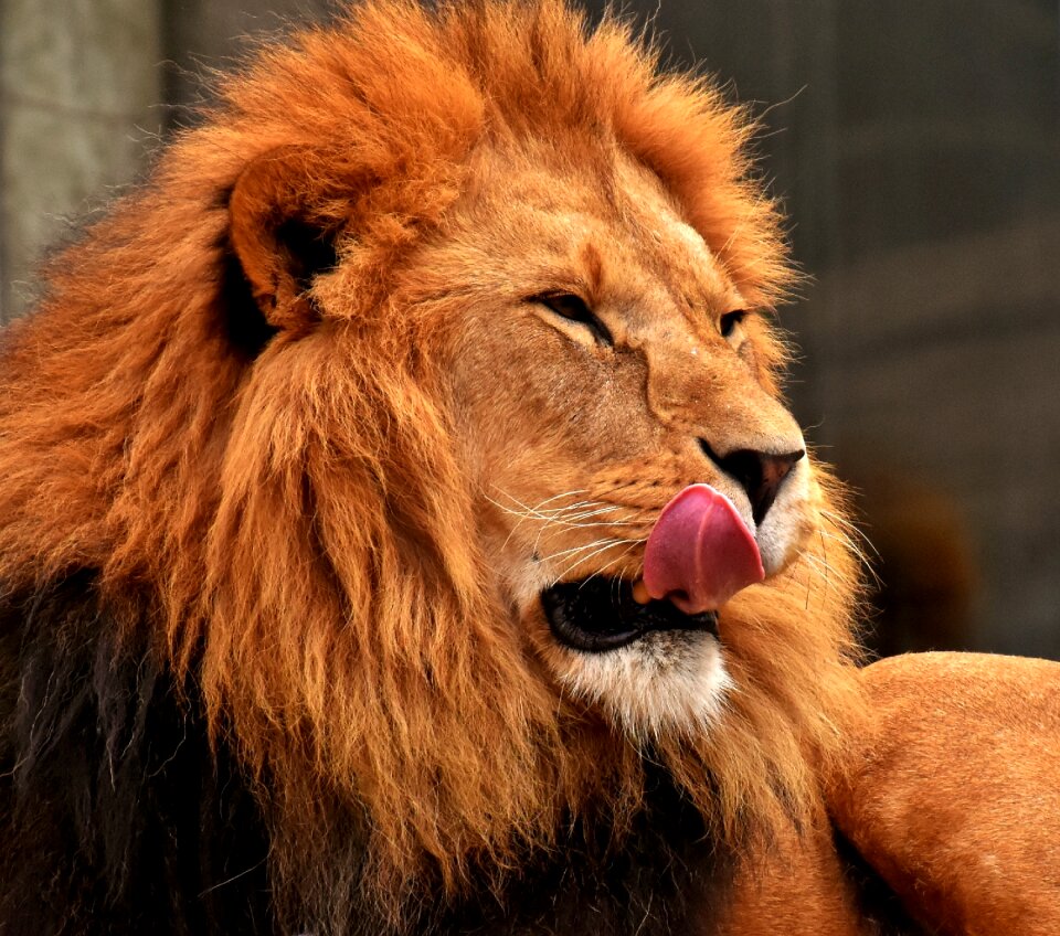Mane big cat male