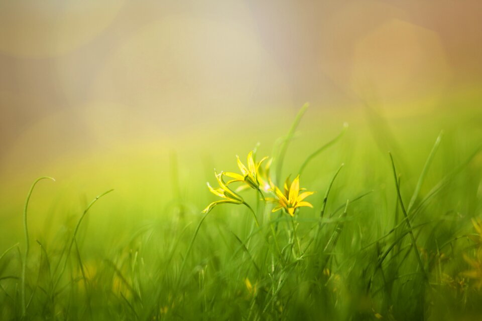 Summer spring beauty