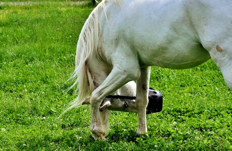 Animal coupling grazing