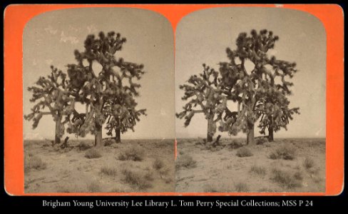 Yucca trees photo