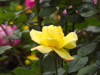 Rosa garden color