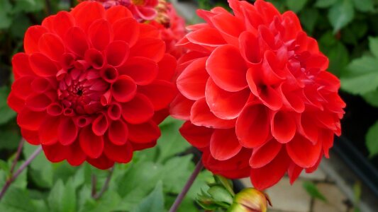 Gorgeous garden plant summer