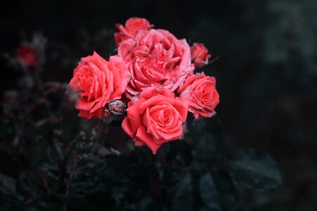 Roses garden flower