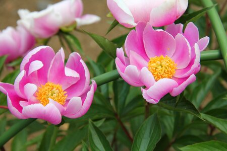 Peony flowers japan