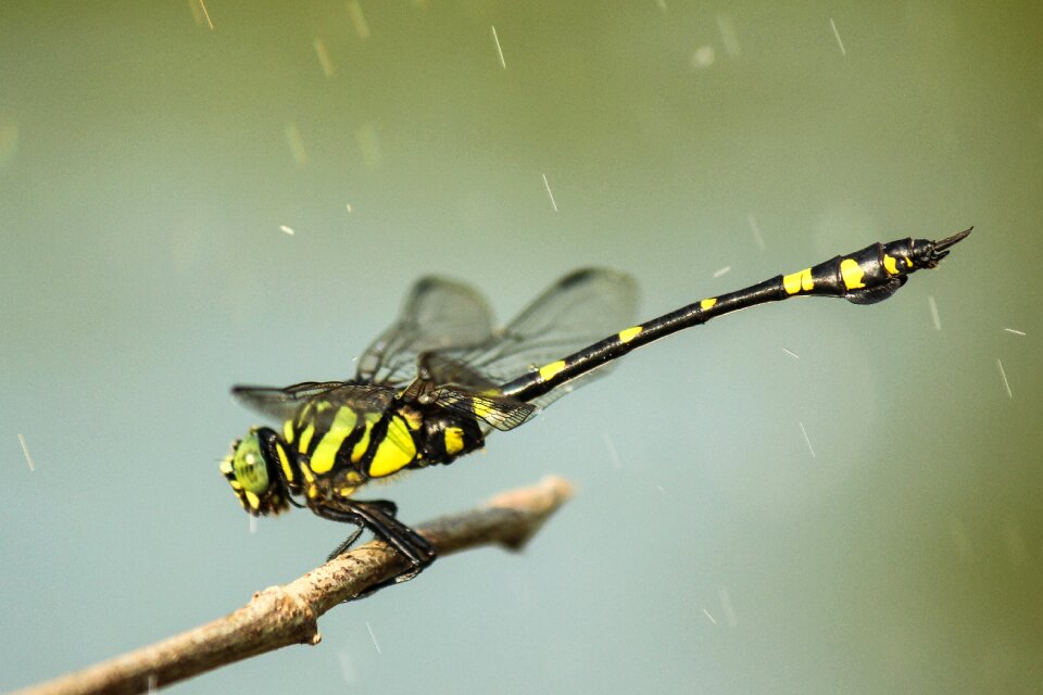 Nature insect branch