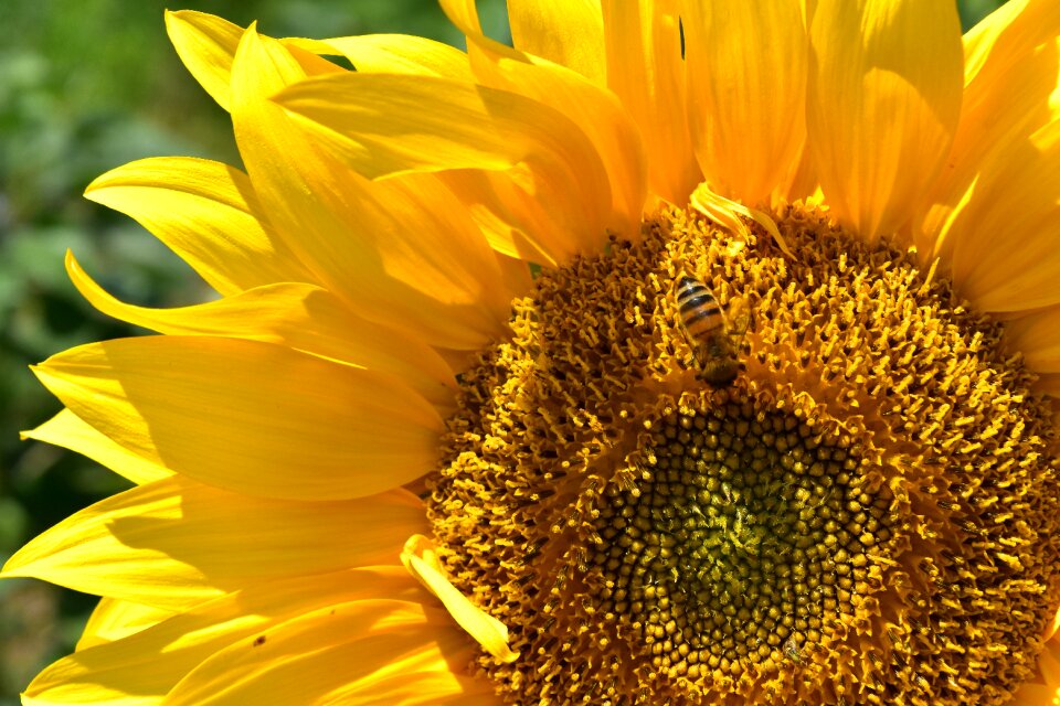 Blossom bloom yellow