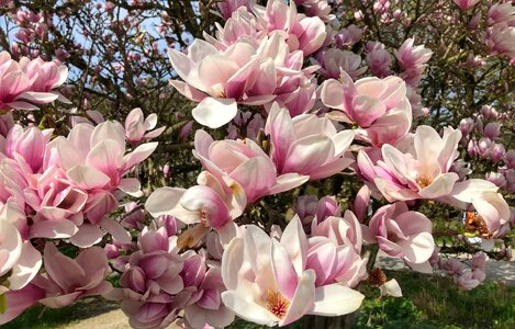Nature magnolia petal photo