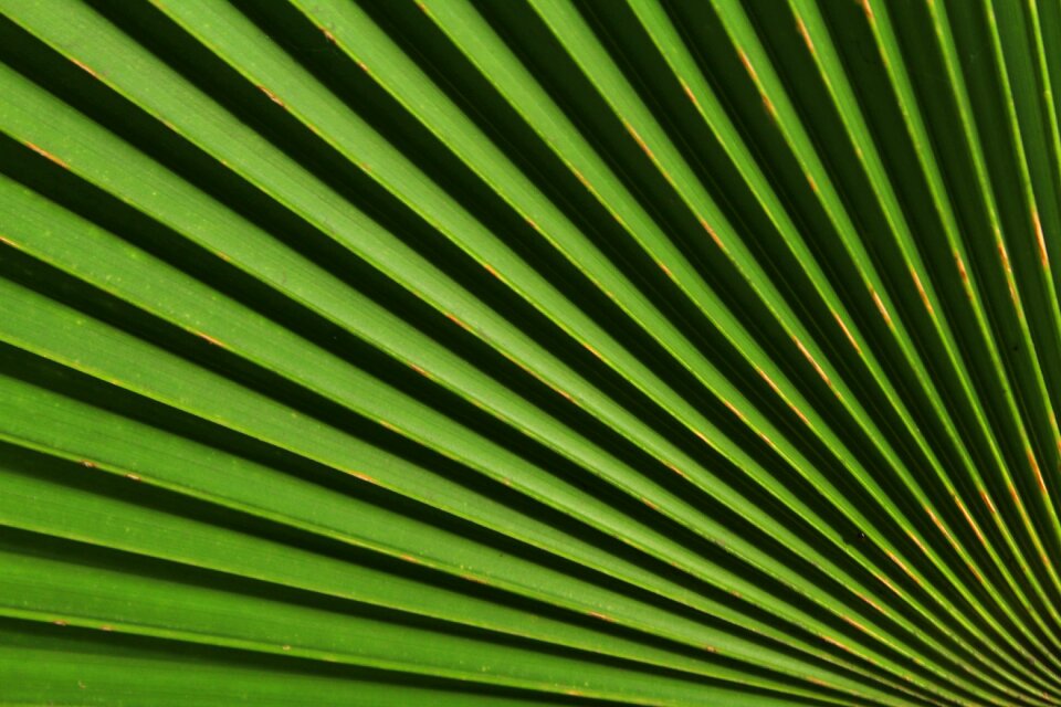 Focus center green