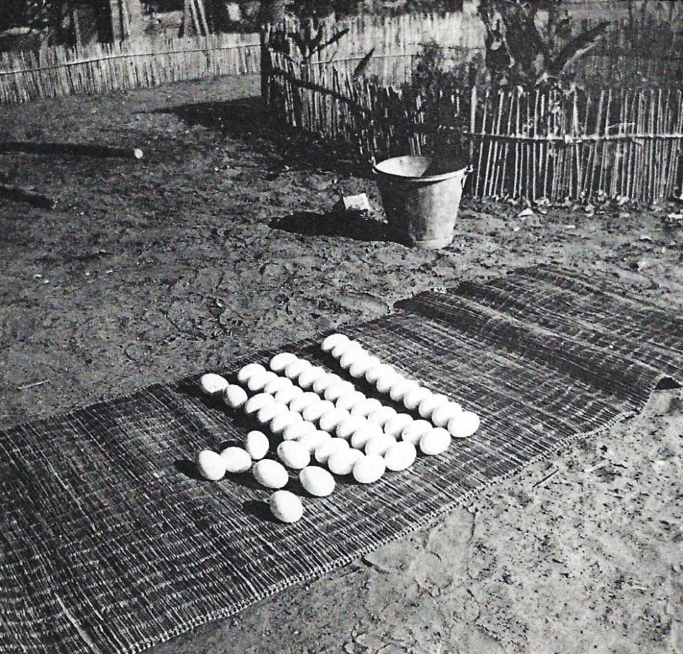 Zambèze-Oeufs de crocodile (cropped)