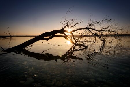 Lake sunset branch photo