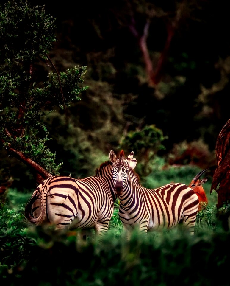 Wildlife safari landscape