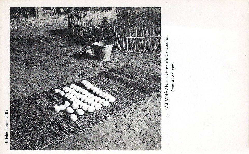 Zambèze-Oeufs de crocodile