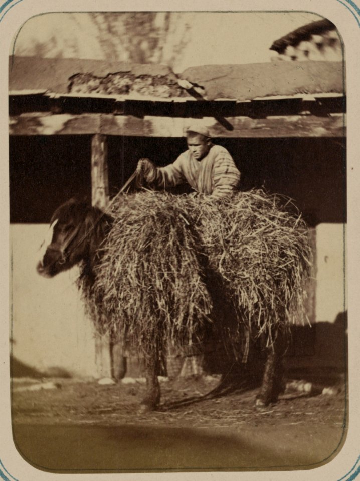 Zaravshanskii okrug. G. Samarkand i ego ulichnye tipy. Prodavets solomy (kakh-furush) LCCN2007682586