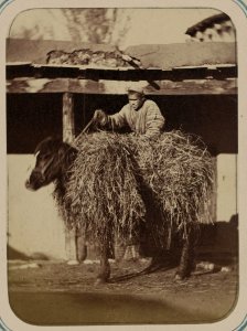 Zaravshanskii okrug. G. Samarkand i ego ulichnye tipy. Prodavets solomy (kakh-furush) LCCN2007682586