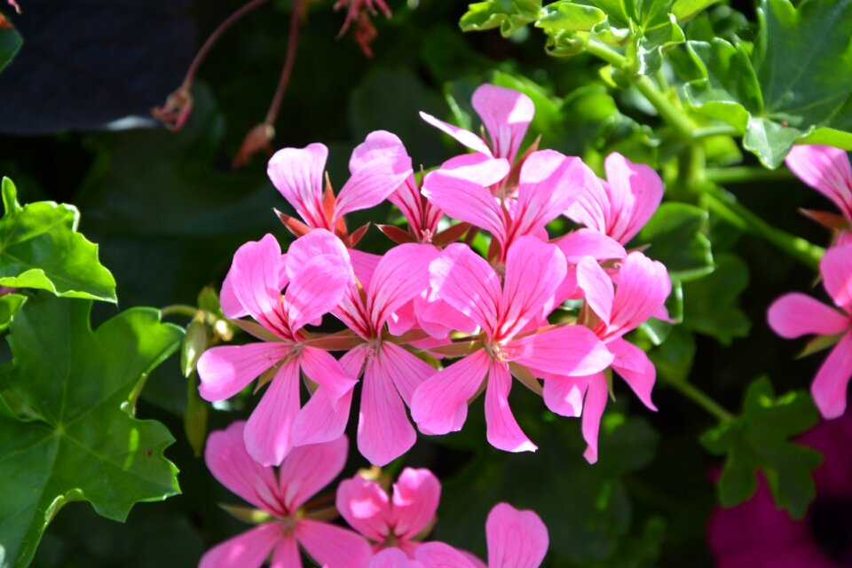 Rose geranium garden nature