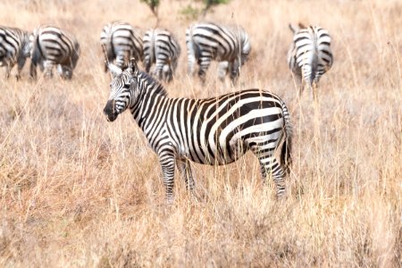 Zebras at Nairobi National Park, Kenya 3 photo