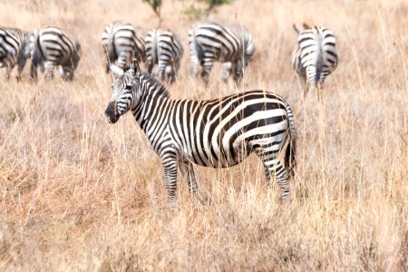 Zebras at Nairobi National Park, Kenya 3