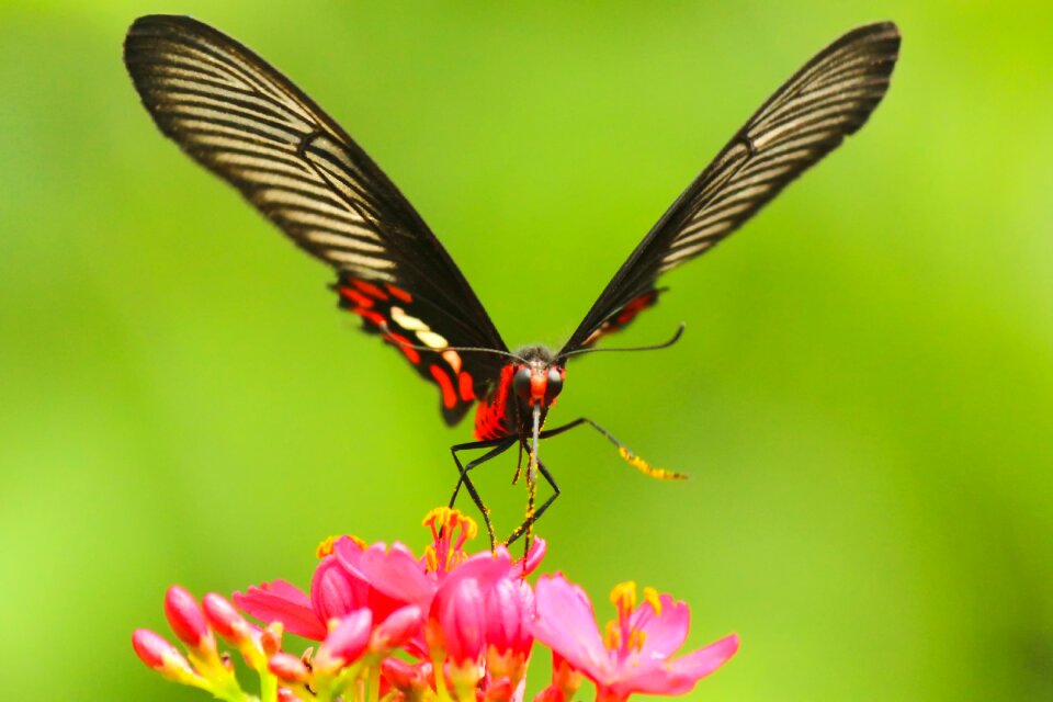 Insect nature plant
