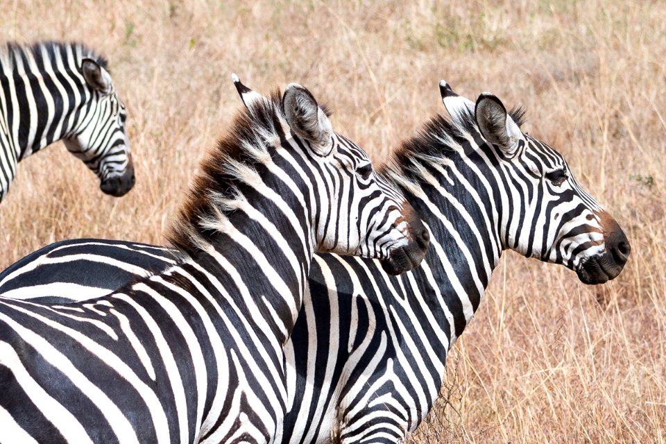 Zebras at Nairobi National Park, Kenya 1