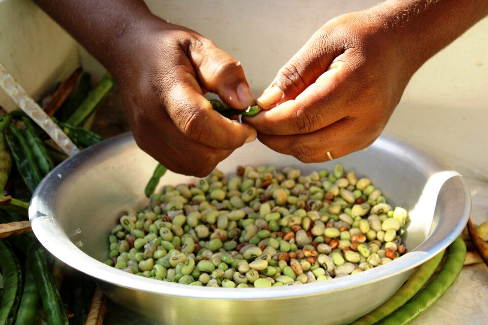 Beans hand agriculture photo