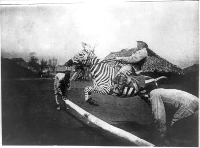 Zebra-tame-jumping