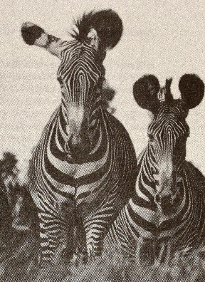Zebra, common in the savanna regions of central and southern Zaire ZNTO
