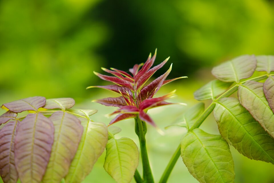 Garden close up summer
