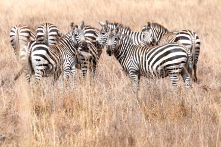 Zebras at Nairobi National Park, Kenya 2 photo
