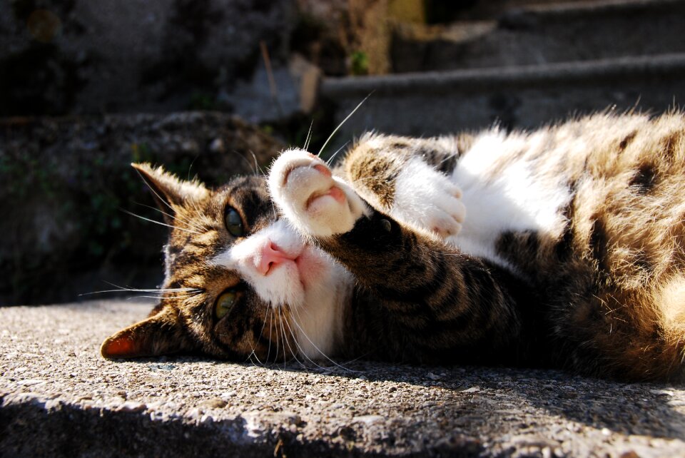 Evening light cat face mieze