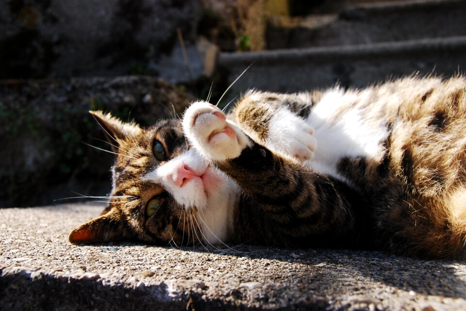 Evening light cat face mieze photo