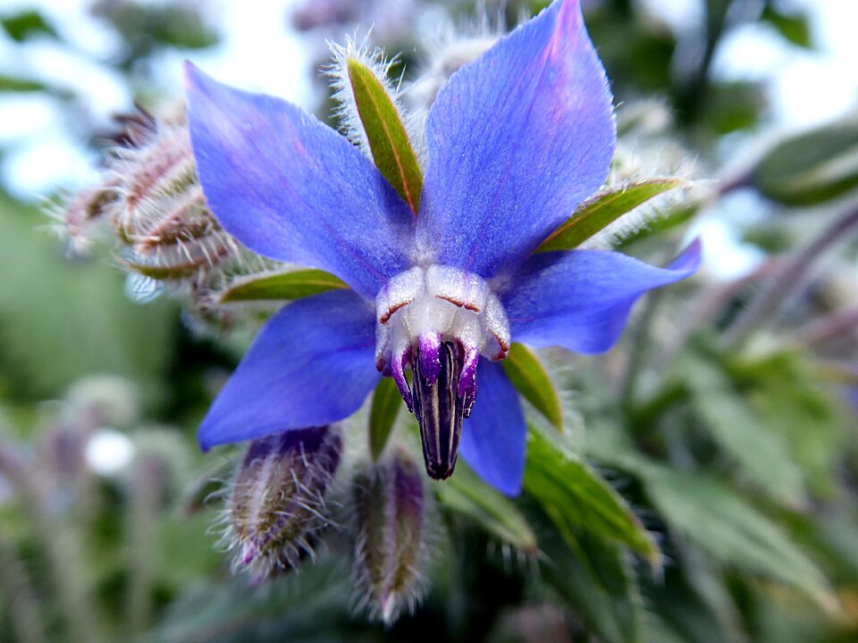 Flower blue summer photo