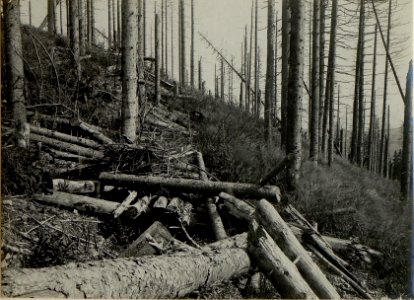 Zerschossene Unterstände auf der Makowka (BildID 15525174)