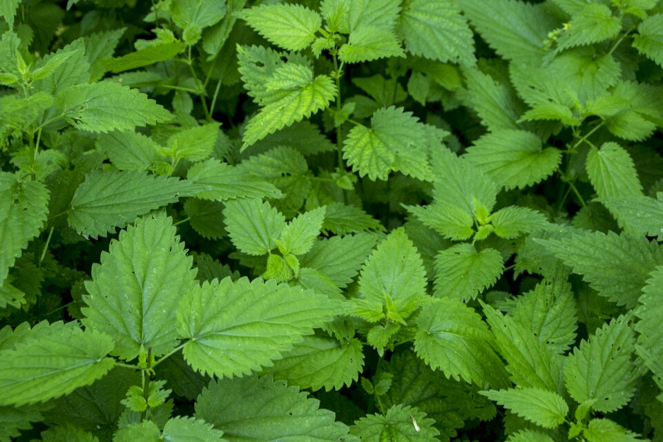 Herb herbal medicine