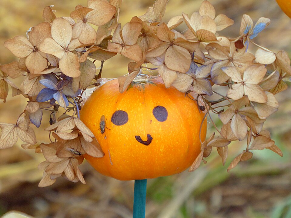 Face hydrangea jack be little