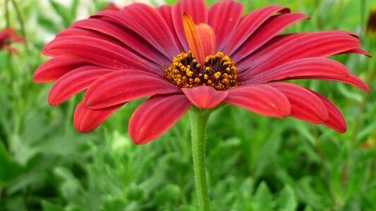 Bloom dark red flower garden