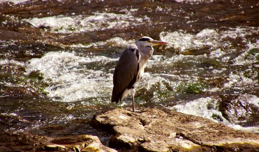 Wildlife animal beak photo