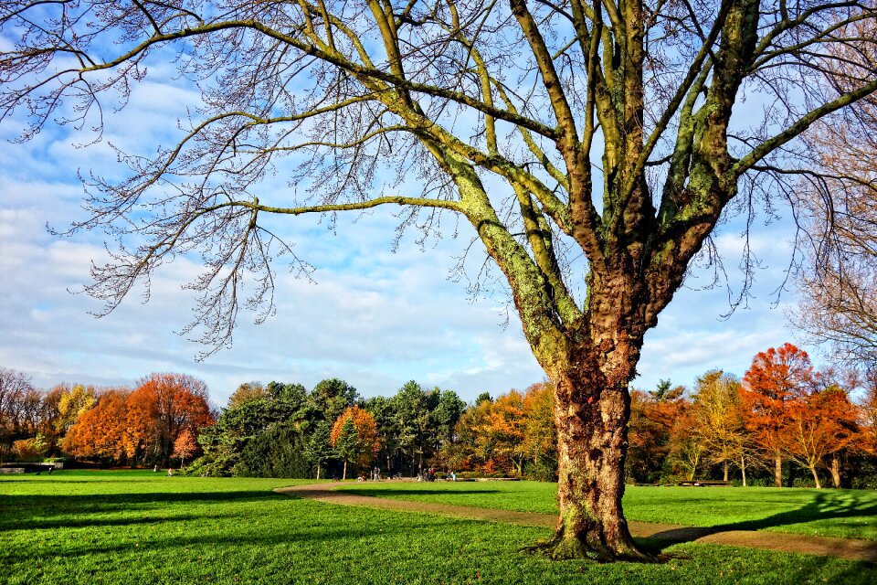 Deciduous tree lawn park