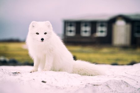 Animal cute white